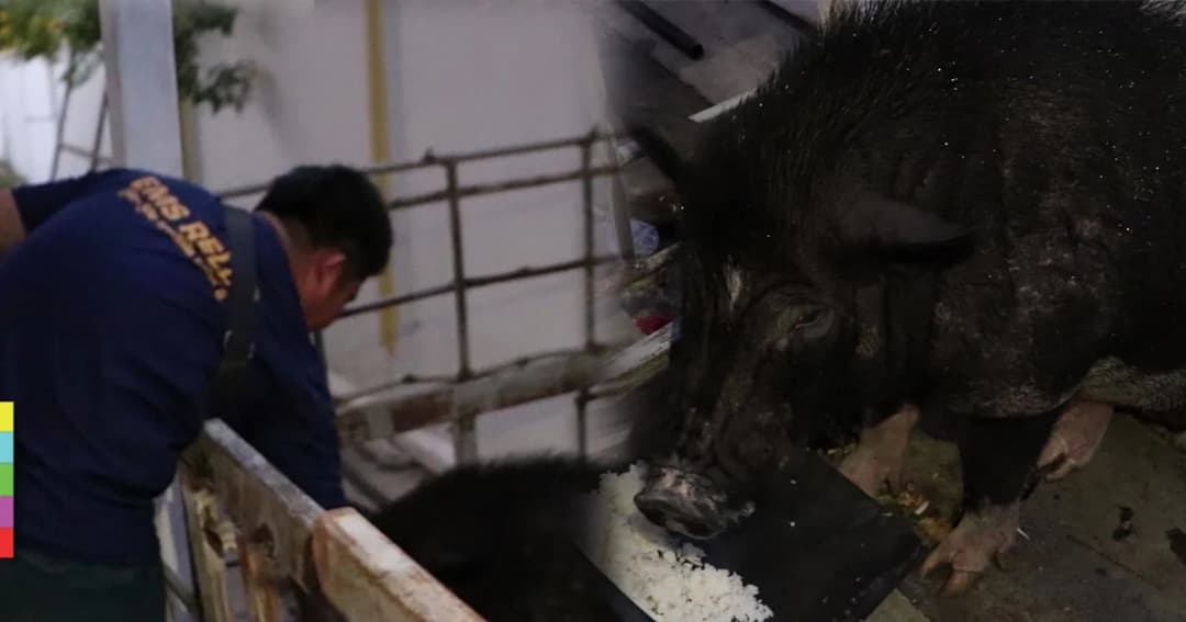 ทิ้งหมูแคระหลังซื้อมาเลี้ยง กลายเป็นหมูยักษ์