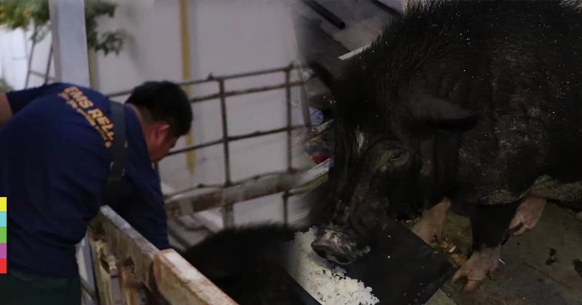 ทิ้งหมูแคระหลังซื้อมาเลี้ยง กลายเป็นหมูยักษ์