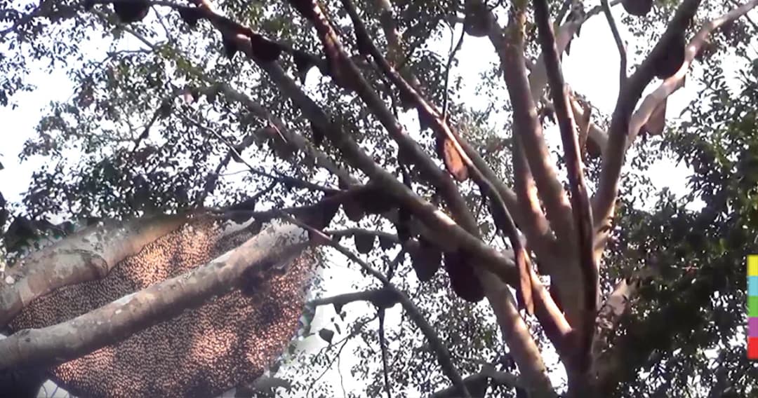 พบฝูงผึ้งกว่า 100 รัง บนต้นไทรกลางป่า