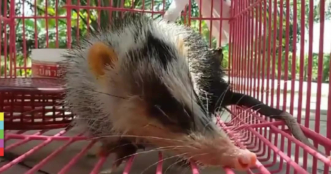 เจอสัตว์ป่าหายาก ตัวเหมือนหนู – ปากคล้ายจมูกหมู