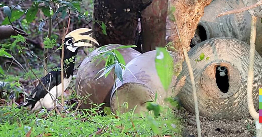 ห่วง ! “นกเงือก” เกาะยาวขาดแคลนต้นไม้ทำรัง ต้องเลี้ยงลูกในไห