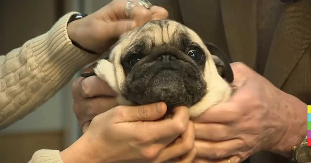 สัตวแพทย์เตือน อย่าเลี้ยงสุนัขพันธุ์หน้าสั้น เพราะป่วยง่าย