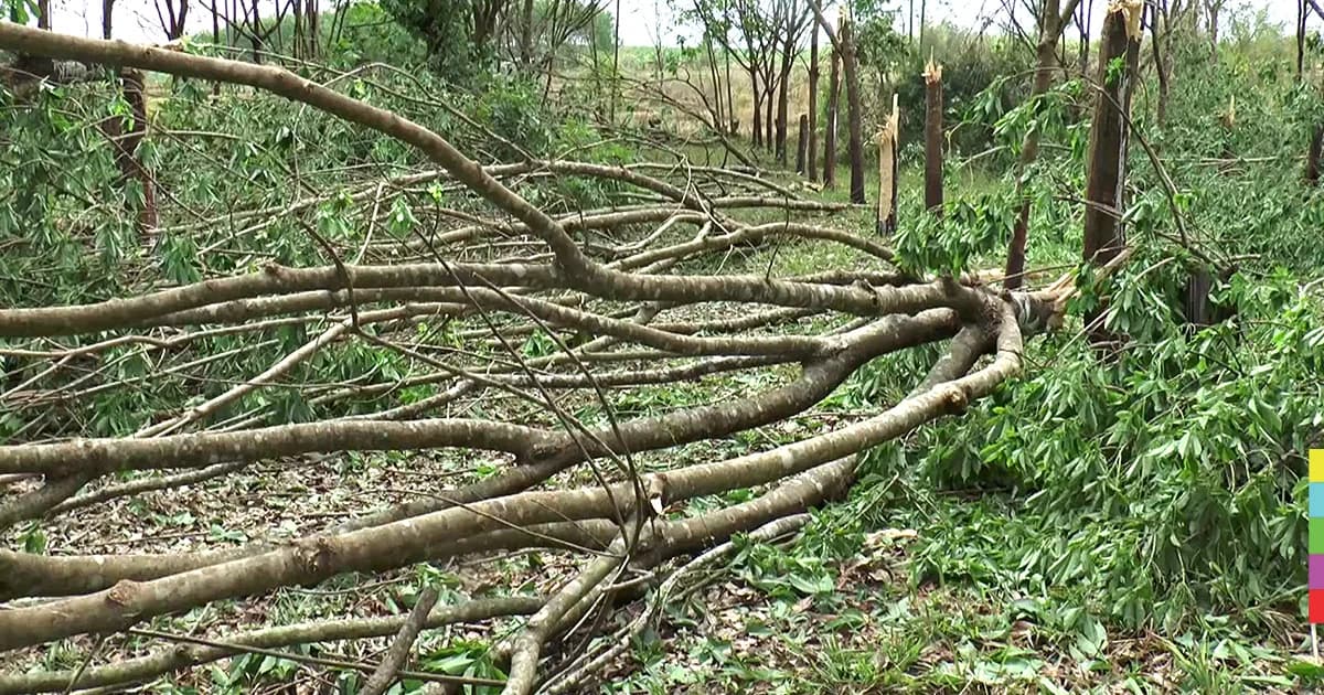 ชาวสวนยางอ่วม ! พายุซัดต้นยาง ล้มกว่า 5 พันต้น สูญนับล้าน