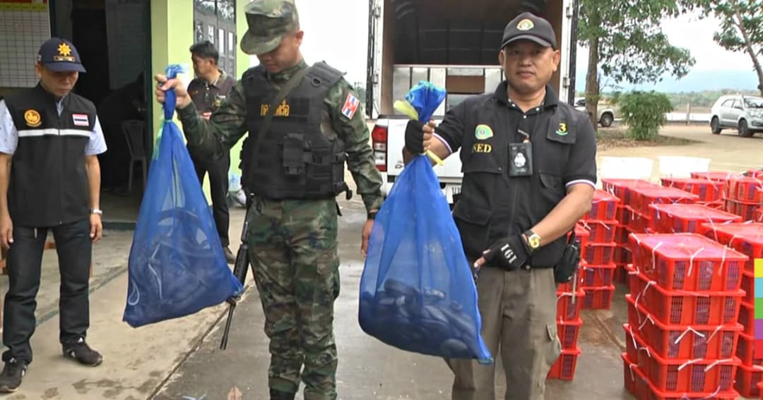 จับแก๊งค้าสัตว์ป่า ขนงูกว่า 1 ตัน เตรียมขายฝั่งลาว