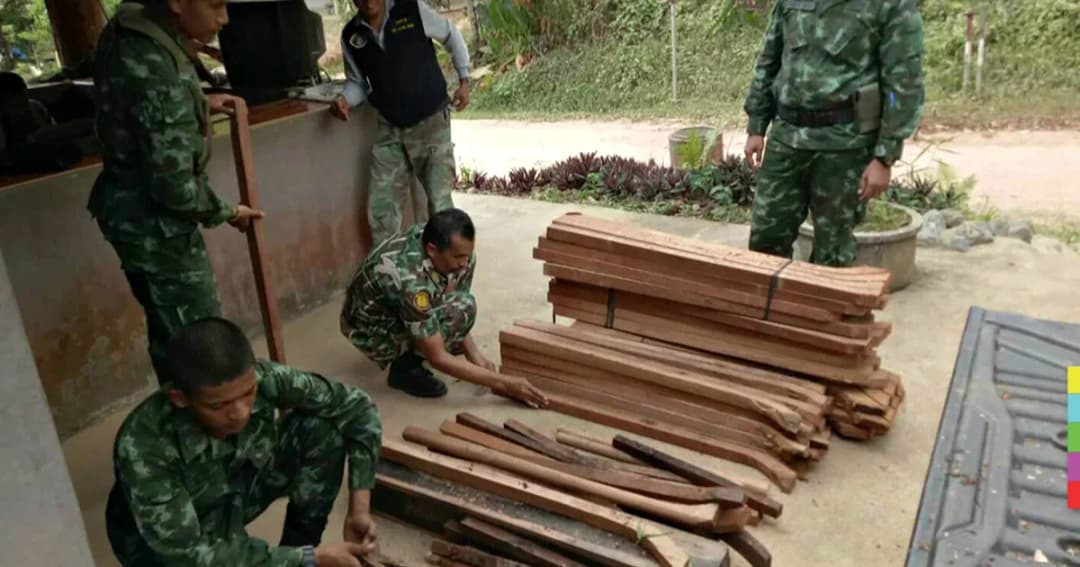 บุกยึด ‘ไม้แปรรูป’ ซุกกองขี้เลื่อย เชื่อเกี่ยวโยงแก๊งตัดไม้