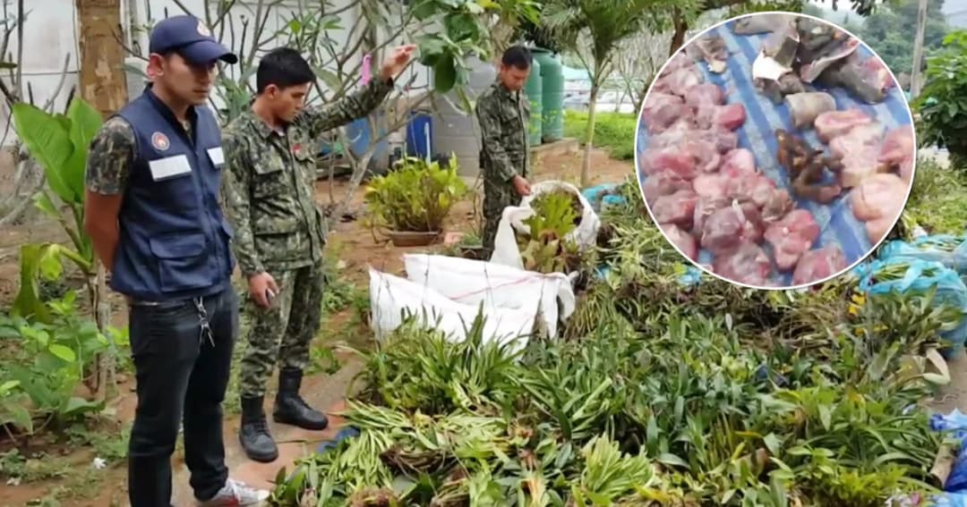 จับเมียนมา ลอบขายซากสัตว์ป่า-กล้วยไม้เถื่อน ตลาดด่านสิงขร