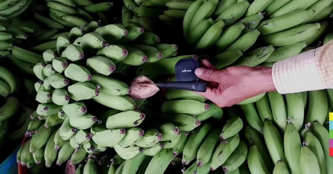 เกษตรกร 4.0 ติด GPS แกะรอยคนร้ายตระเวนขโมยกล้วย