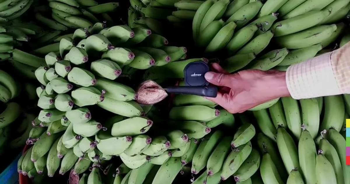 เกษตรกร 4.0 ติด GPS แกะรอยคนร้ายตระเวนขโมยกล้วย