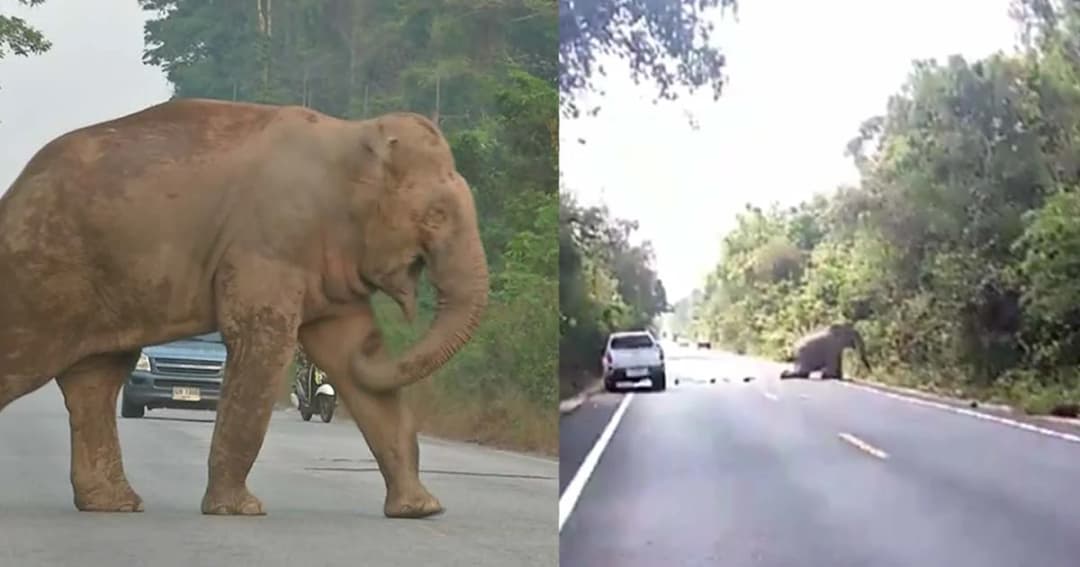 ค้นหาช้างเขาอ่างฤาไน ถูกรถชนวันที่ 5  “บิ๊กป้อม” เตรียมปิดถนนถาวร