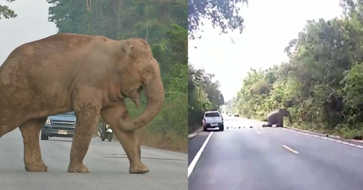 ค้นหาช้างเขาอ่างฤาไน ถูกรถชนวันที่ 5 “บิ๊กป้อม” เตรียมปิดถนนถาวร