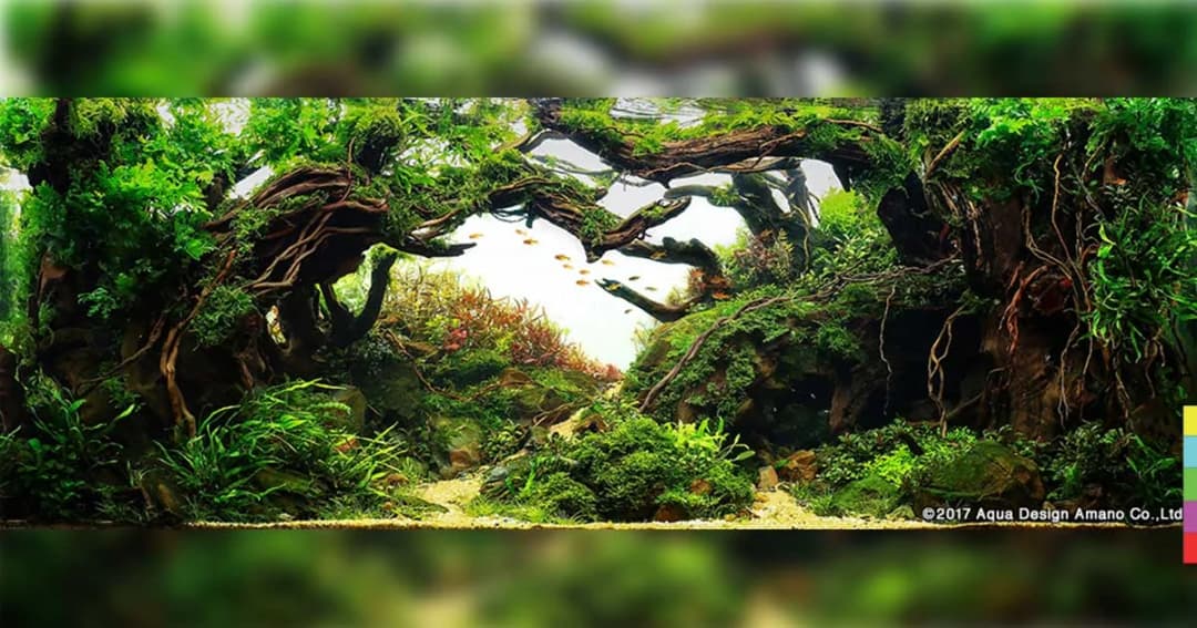 เหมือนหลุดเข้าไปในป่า ประกวดตู้ปลาสวยงามแดนปลาดิบ