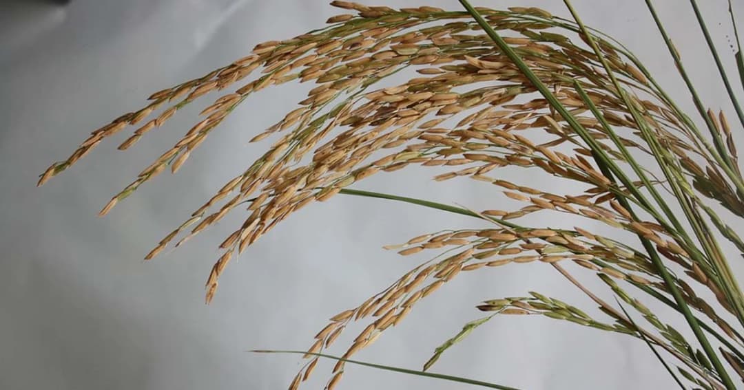 ข้าวหอมมะลิไทย ขาดตลาด ทำราคาพุ่งตันละ 17,000 บาท