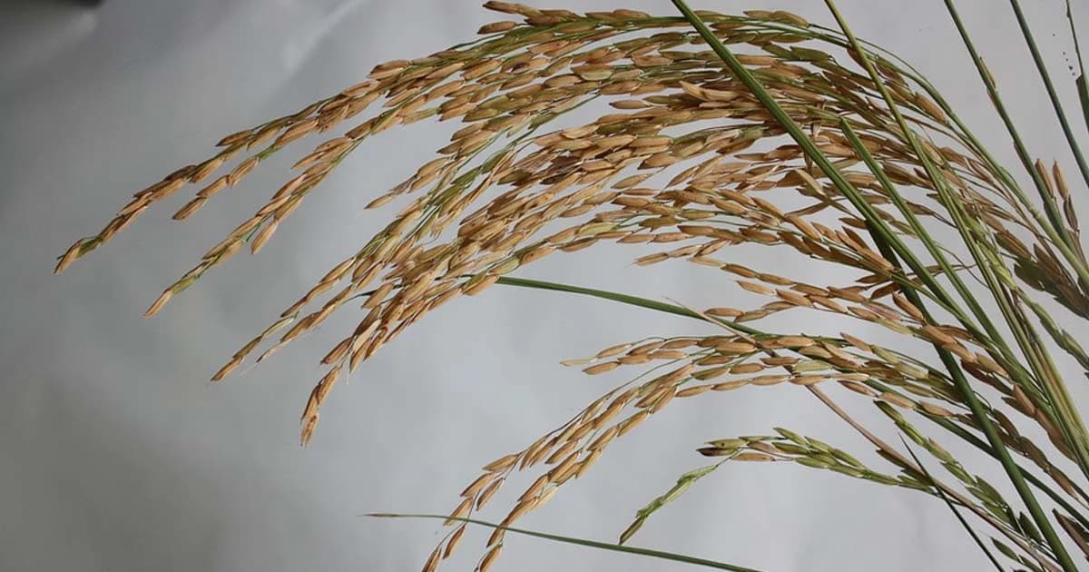 ข้าวหอมมะลิไทย ขาดตลาด ทำราคาพุ่งตันละ 17,000 บาท