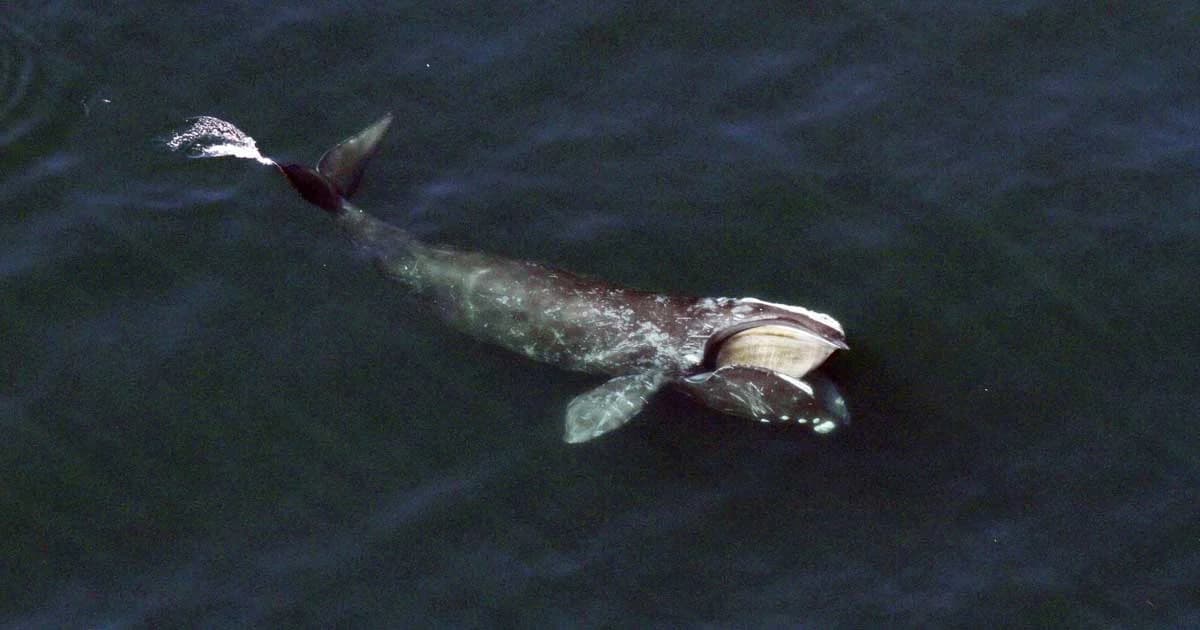 วาฬไรต์แห่งแอตแลนติก เสี่ยงสูญพันธุ์ภายในปี 2040