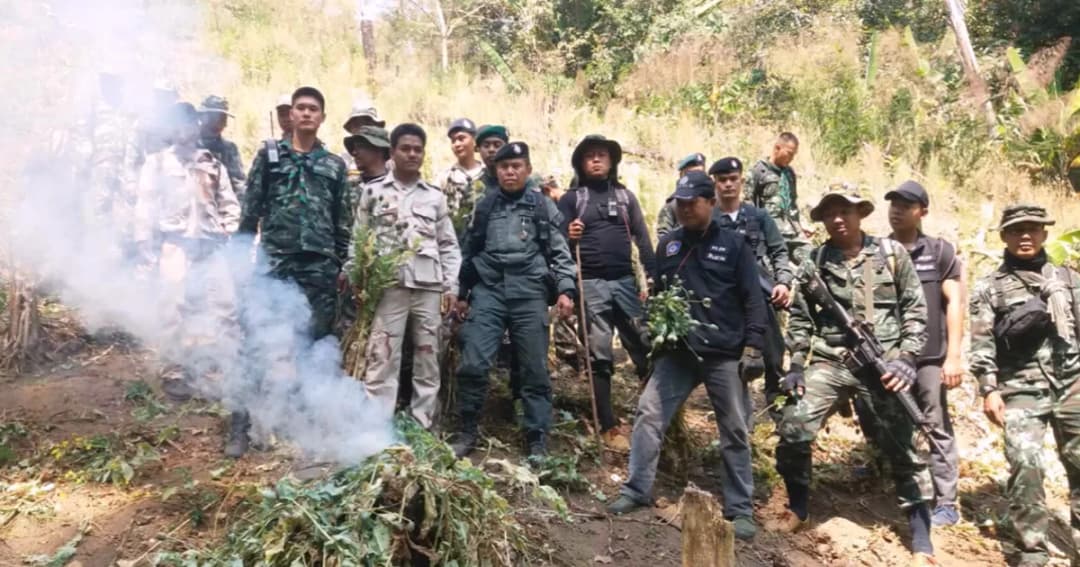 บุกทำลาย ‘ไร่ฝิ่น’ จ.แม่ฮ่องสอน เผยมีกำลังติดอาวุธคอยเฝ้า