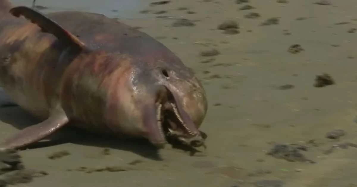 โลมาในบราซิลติดเชื้อไวรัส ตายกว่า 200 ตัว