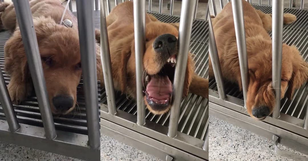 ‘ขอนแก่น’ ประกาศเป็นเขต ‘พิษสุนัขบ้า’ ชั่วคราว หลังระบาดหนัก