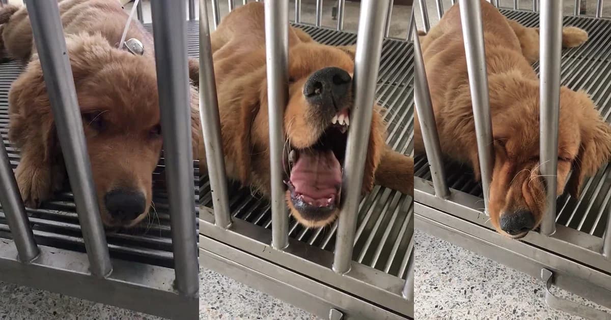 ‘ขอนแก่น’ ประกาศเป็นเขต ‘พิษสุนัขบ้า’ ชั่วคราว หลังระบาดหนัก