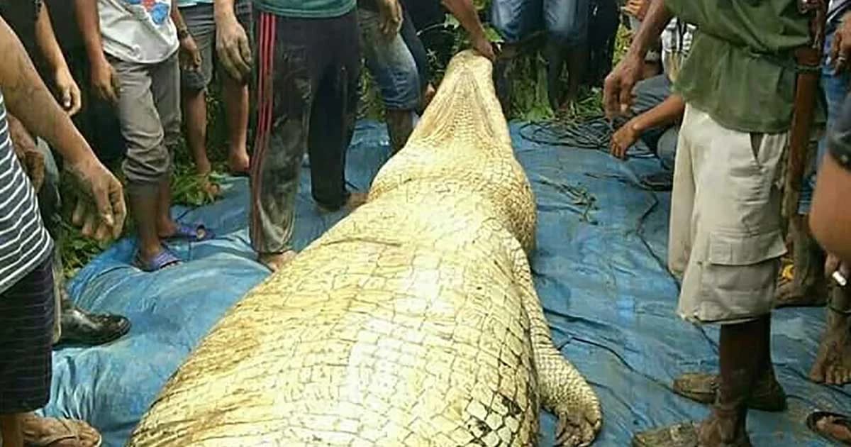 สยอง ! พบแขน-ขามนุษย์ ในท้องจระเข้อินโดนีเซีย