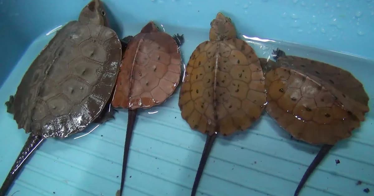 รวบ 2 วัยรุ่น จับ ‘เต่าปูลู’ สัตว์สงวนหายาก หวังเอาไปกิน