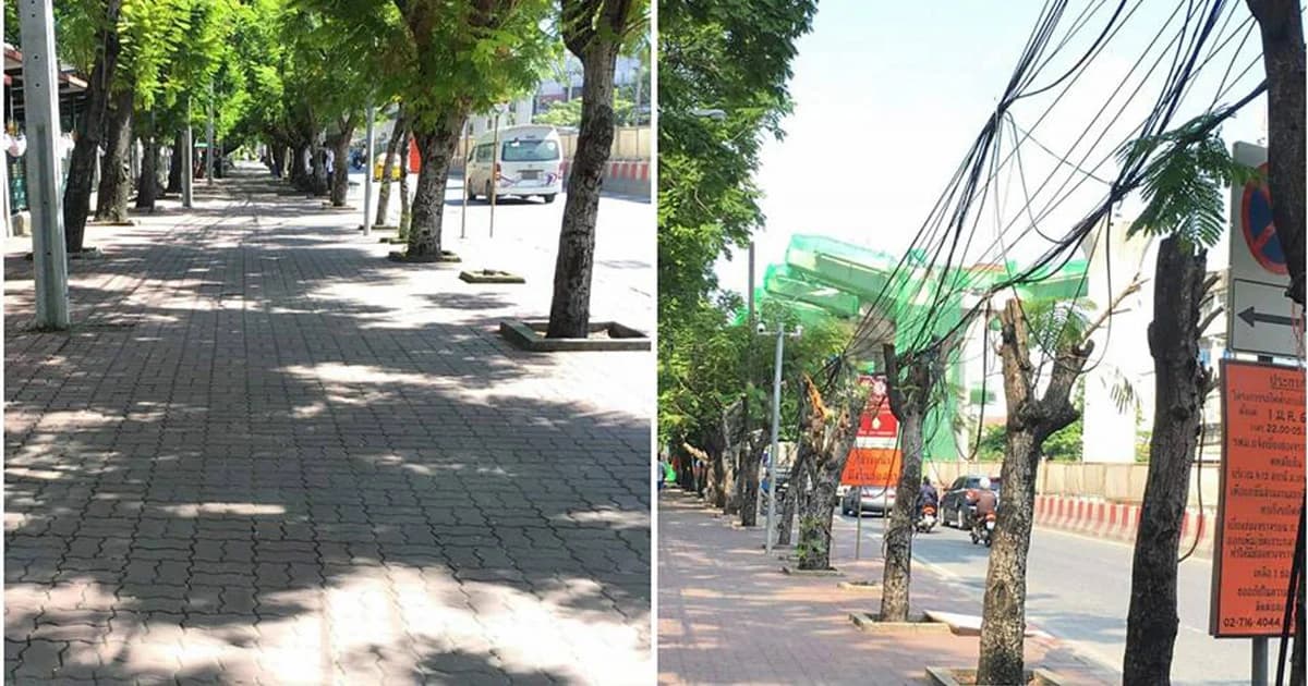 ‘ผอ.เขตจตุจักร’ แจ้งความ ‘อิตาเลียนไทย’ ตัดต้นไม้หน้า ม.เกษตรฯ จนเหี้ยน