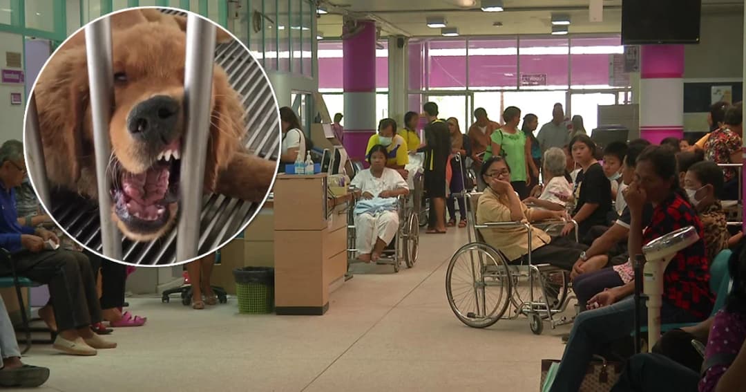 เตือน ! ‘โรคพิษสุนัขบ้า’ ระบาดหนักทั่วประเทศ