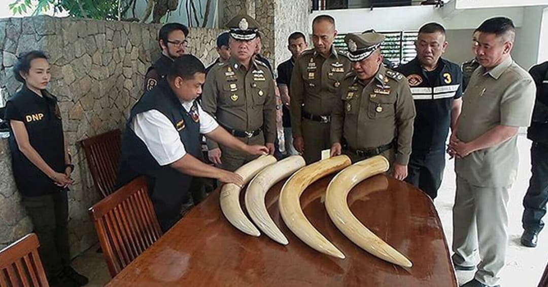 ‘ศรีวราห์’ โยนกรมอุทยานฯ แจ้งความเมียเปรมชัย หลังผล DNA ชัด งาช้าง 2 คู่ ไม่ใช่งาช้างไทย