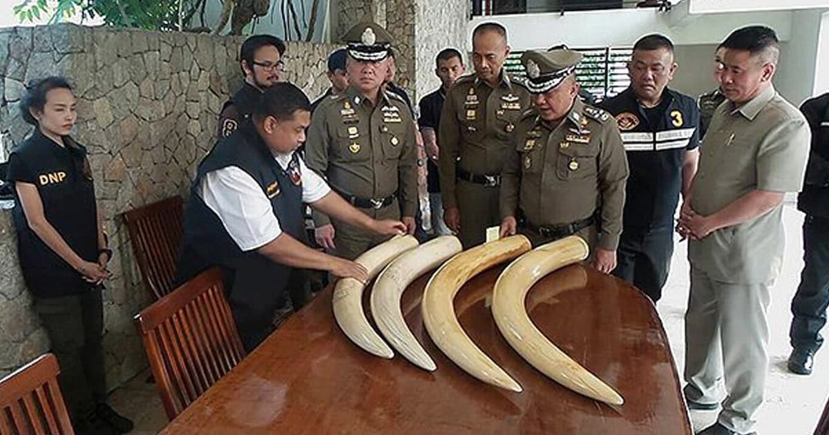 ‘ศรีวราห์’ โยนกรมอุทยานฯ แจ้งความเมียเปรมชัย หลังผล DNA ชัด งาช้าง 2 คู่ ไม่ใช่งาช้างไทย