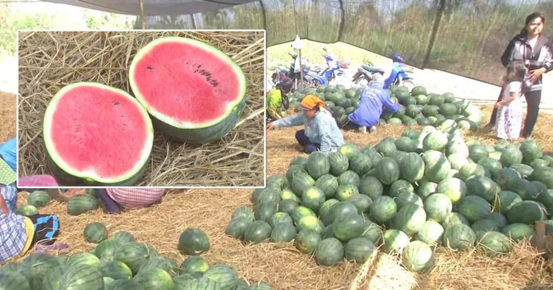 ชาวสวนพิจิตรเดือดร้อน ! แตงโมล้นตลาดราคาตกต่ำ เหลือกิโลกรัมละ 5 บาท