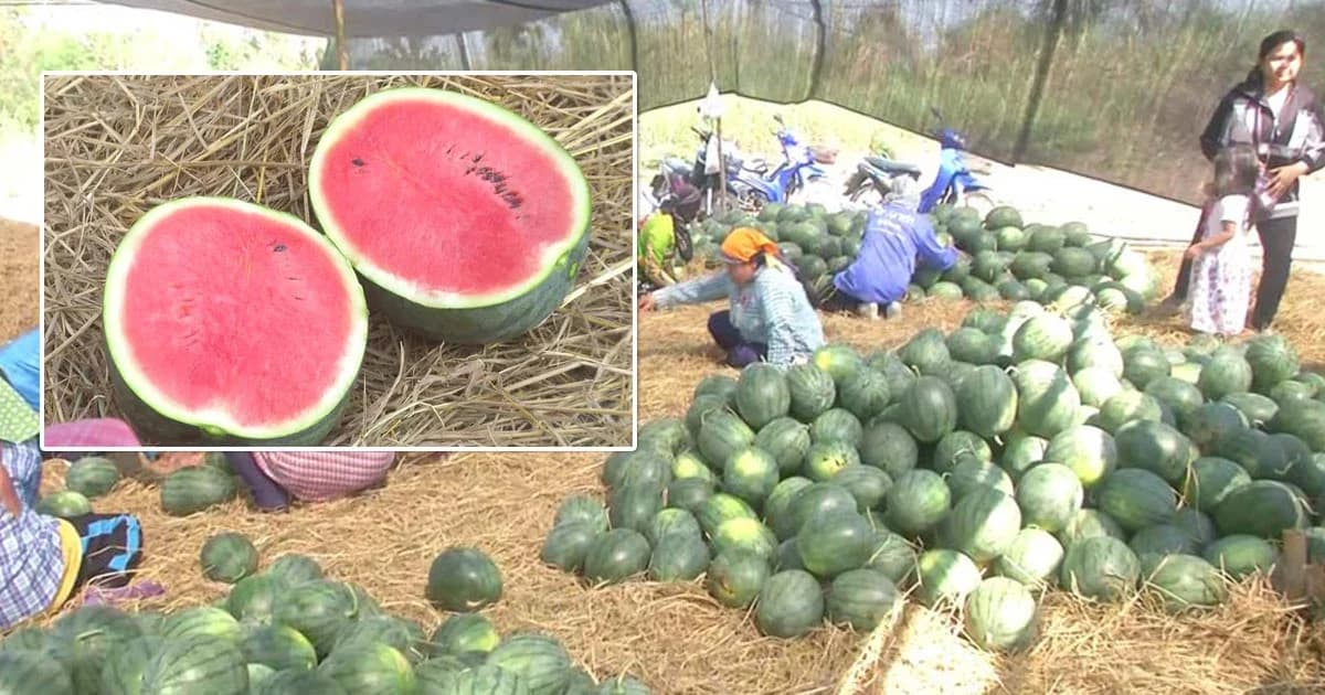 ชาวสวนพิจิตรเดือดร้อน ! แตงโมล้นตลาดราคาตกต่ำ เหลือกิโลกรัมละ 5 บาท