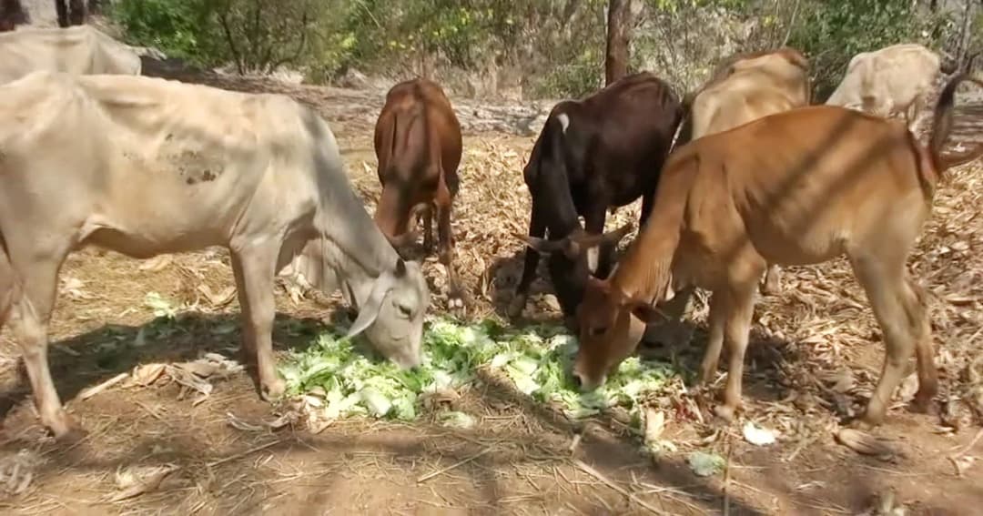 สัตว์นับพัน ในวัดป่าหลวงตาบัว ขาดแคลนอาหารหนัก