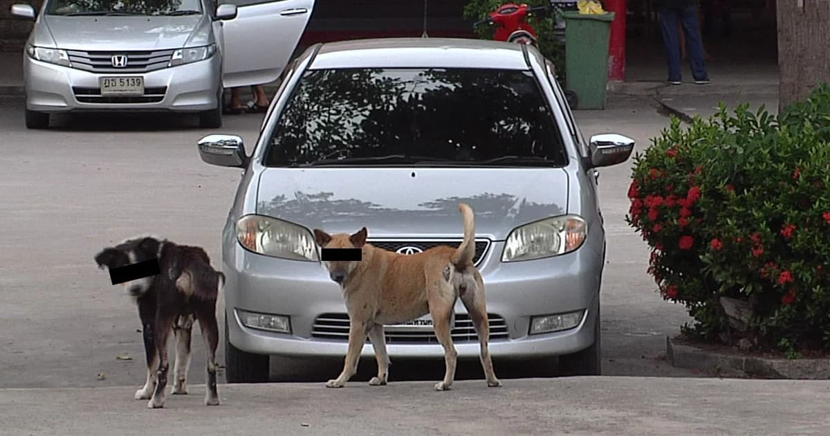 “กรมควบคุมโรค” รับ “โรคพิษสุนัขบ้าเพิ่ม” เพราะถูกท้วงใช้งบฯ ซื้อวัคซีน