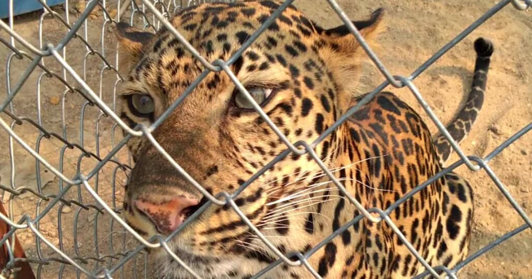 บุกรวบ ! สาวลักลอบเลี้ยง ‘เสือดาว’ คาบ้านพักเชียงใหม่