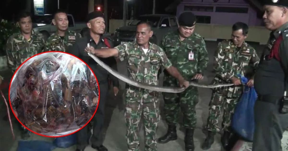 ตร.ยึด ‘งูสิง’ 25 ตัว เตรียมส่งขายตลาดอาหารป่า สารภาพรับมาจากนายพราน