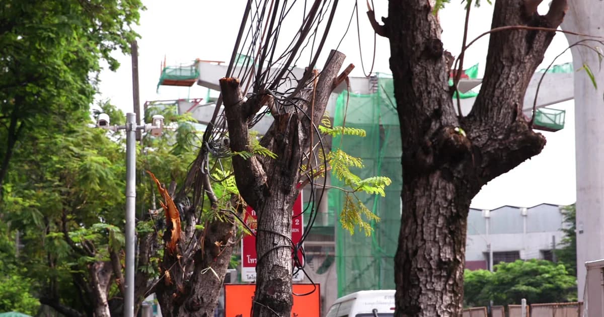 “กรมป่าไม้” ระบุ “ตัดต้นไม้สร้างรถไฟฟ้า” ไม่ผิดกฎหมายป่าไม้