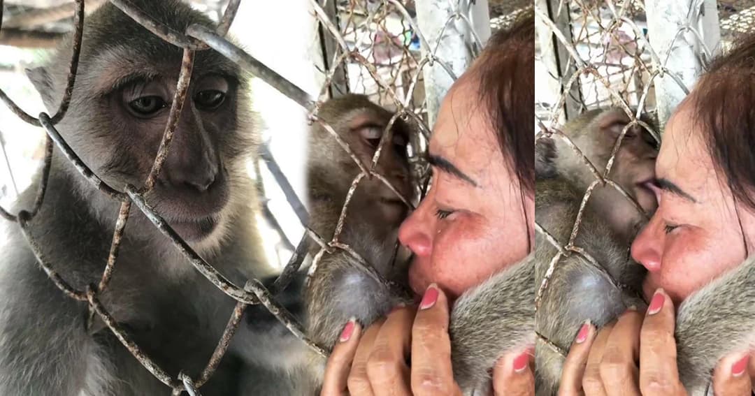 สาวร้องสวนสัตว์ ! ขอลิงคืน หลังลิงผอมโซ-กัดหางตัวเองขาด