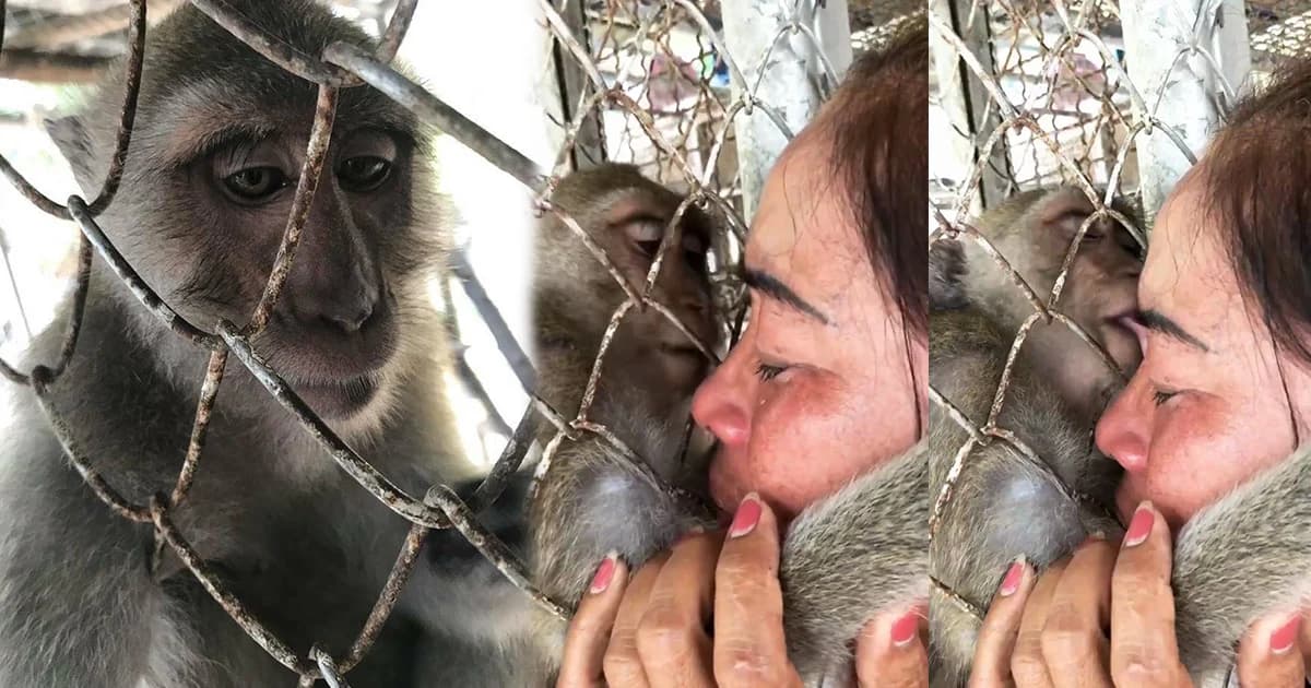 สาวร้องสวนสัตว์ ! ขอลิงคืน หลังลิงผอมโซ-กัดหางตัวเองขาด