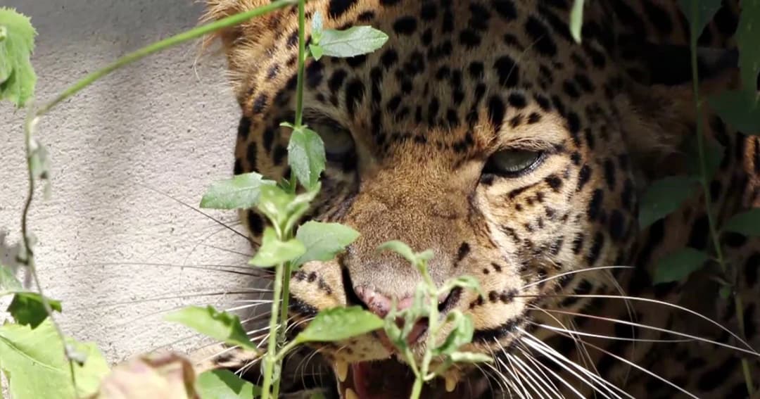 ‘ป่วยหนัก’ 2 เสือดาวที่ถูกลอบเลี้ยง หมดโอกาสกลับคืนสู่ป่า