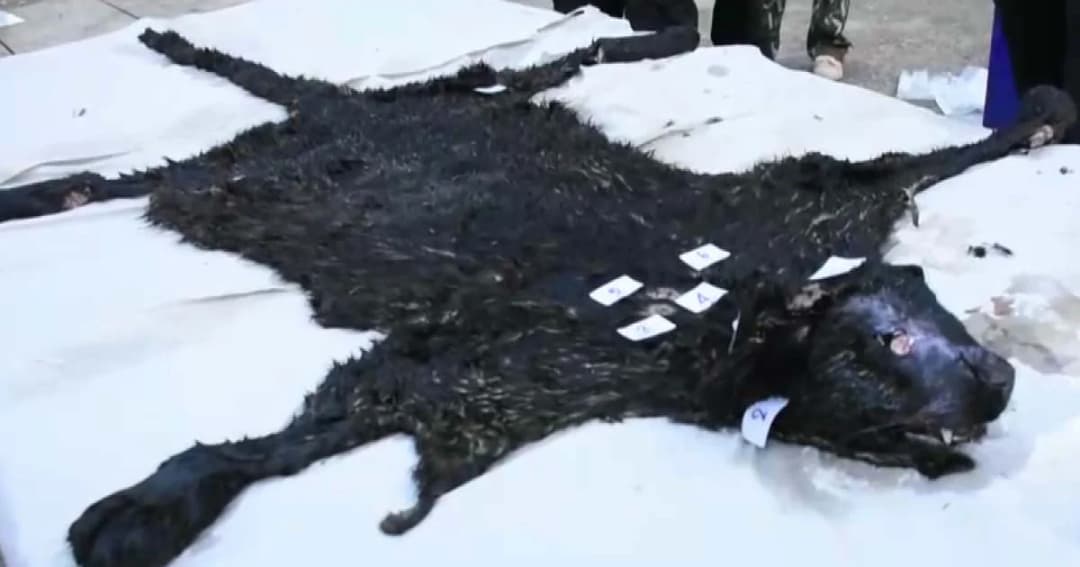 กรมอุทยานฯ มั่นใจไม่มีใครหลุดคดี “ร่วมฆ่าเสือดำ” ส่งผลตรวจซากให้ตร.วันนี้