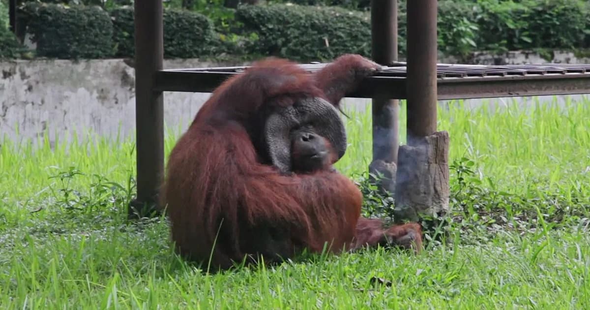 วิจารณ์หนัก ! ‘สวนสัตว์อินโดนีเซีย’ ปล่อยลิงสูบบุหรี่