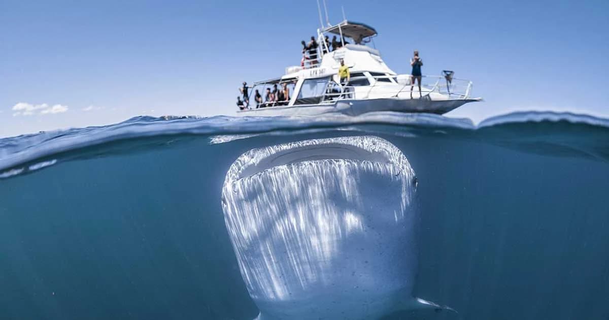 สุดทึ่ง! ฉลามวาฬยักษ์ โผล่ใต้ท้องเรือที่ออสเตรเลีย