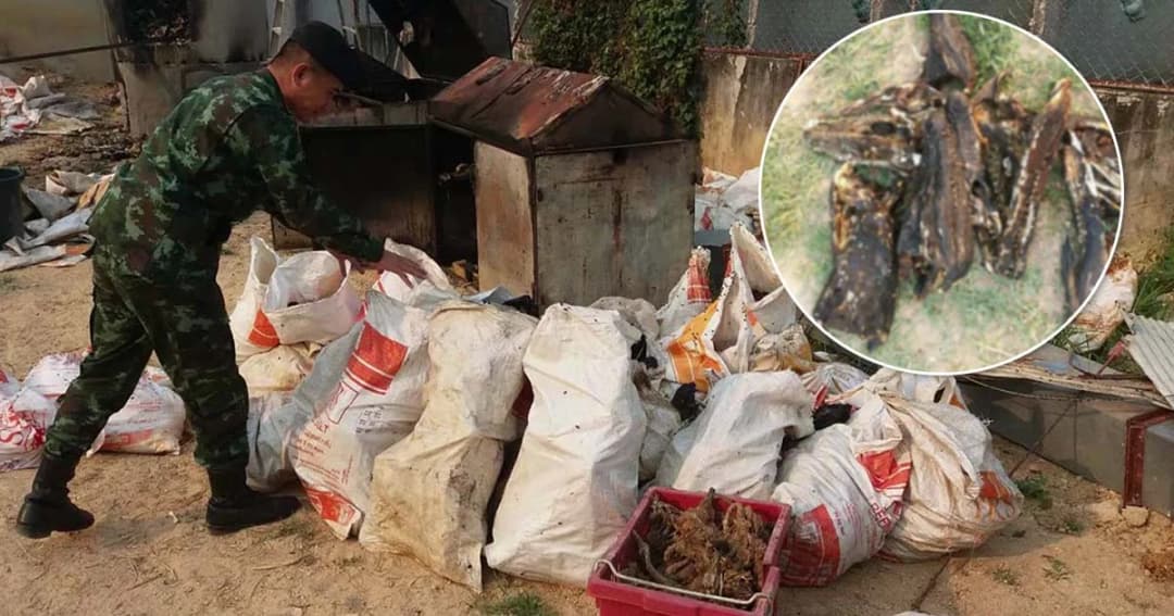 ชาวบ้านร้อง ! บ่อจระเข้เผาซากสัตว์ ส่งกลิ่นเหม็นทั่ว