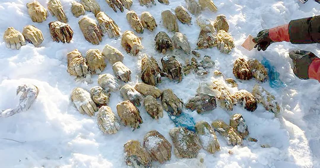 พบ “มือมนุษย์” 53 ข้าง ซุกกระเป๋าใกล้พรมแดนจีน-รัสเซีย