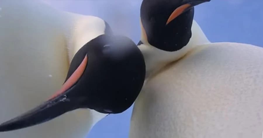 สัตว์โลกขี้สงสัย สองเพนกวินเจอกล้องเลยยืนเซลฟี่