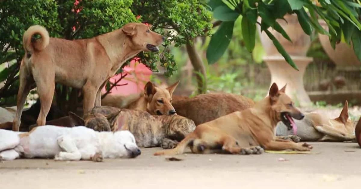 โรคพิษสุนัขบ้า รักษาไม่หาย สธ.แนะฉีดวัคซีนให้ครบ