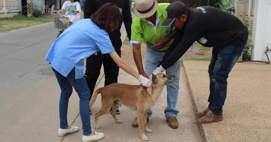เร่งฉีดวัคซีนรัศมี 5 กม. หลังชาวตรังเสียชีวิตจาก “โรคพิษสุนัขบ้า”