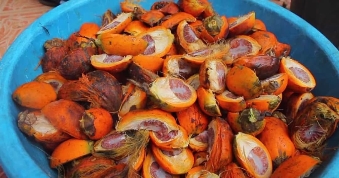 ราคายางตกต่ำ ชาวบ้านพังงาออกเก็บหมากตากเเห้งขาย