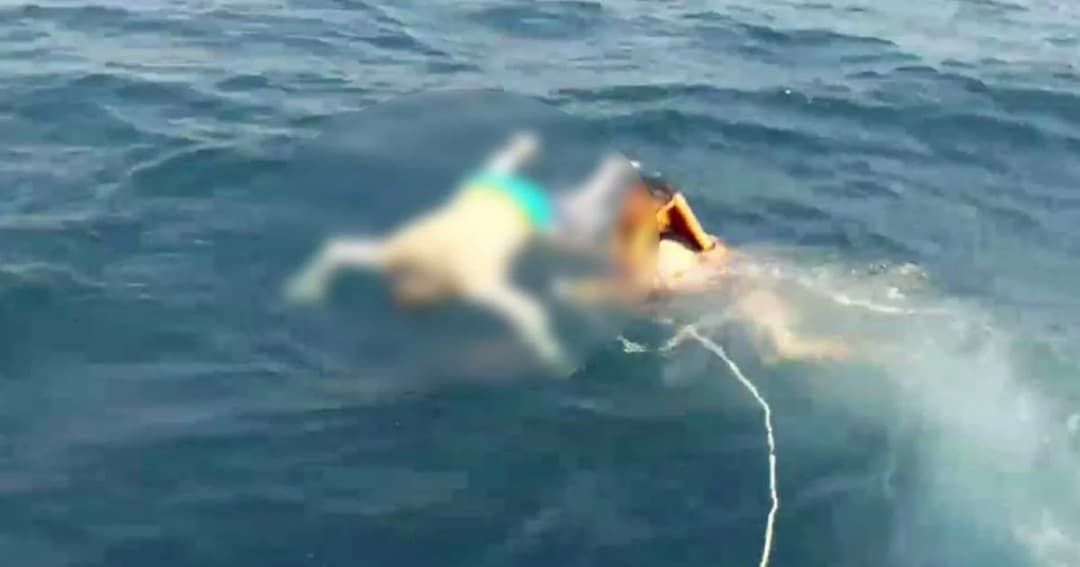 พบแล้ว ! นทท.ฝรั่งเศสหายตัวนานกว่า 10 วัน เป็นศพลอยกลางทะเล เกาะกูด