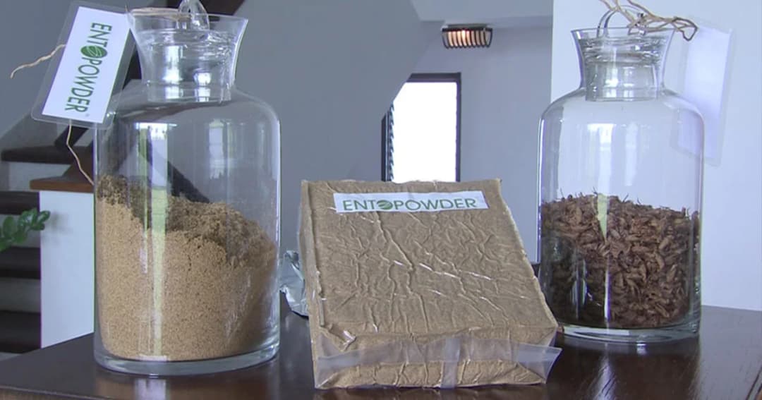 ยกมาตรฐานฟาร์ม ! แปรรูป “จิ้งหรีดผง” ส่งออกประเทศแถบยุโรป