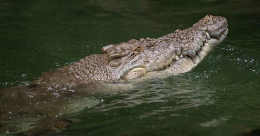 รัฐควีนส์แลนด์ เตือนภัยจระเข้ หลังน้ำลด